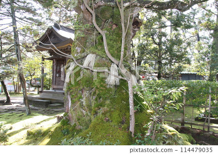 日本三大風景之一的京都天橋立的春天景色 114479035