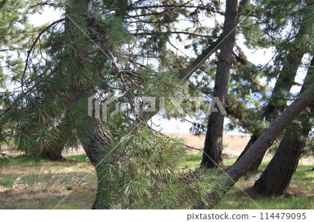 Spring scenery of Amanohashidate, Kyoto, one of the Three Most Scenic Spots of Japan Spring scenery of Amanohashidate, Kyoto, one of the Three Most Scenic Spots of Japan 114479095