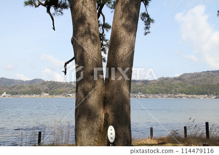 日本三大風景之一的京都天橋立的春天景色 日本三大風景之一的京都天橋立的春天景色 114479116