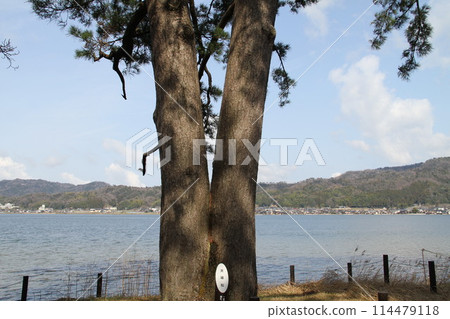 Spring scenery of Amanohashidate, Kyoto, one of the Three Most Scenic Spots of Japan Spring scenery of Amanohashidate, Kyoto, one of the Three Most Scenic Spots of Japan 114479118