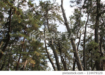 Spring scenery of Amanohashidate, Kyoto, one of the Three Most Scenic Spots of Japan Spring scenery of Amanohashidate, Kyoto, one of the Three Most Scenic Spots of Japan 114479120