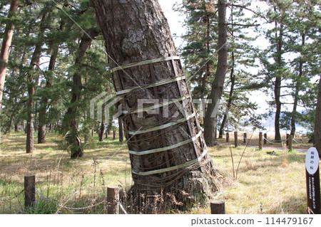 Spring scenery of Amanohashidate, Kyoto, one of the Three Most Scenic Spots of Japan Spring scenery of Amanohashidate, Kyoto, one of the Three Most Scenic Spots of Japan 114479167