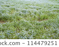 Nemophila field in full bloom 114479251