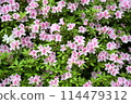 Azalea flowers in full bloom 114479312
