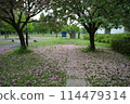 The fallen double cherry blossoms 114479314