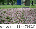 The fallen double cherry blossoms 114479315