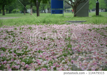 The fallen double cherry blossoms The fallen double cherry blossoms 114479315