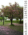 Double cherry blossoms starting to fall 114479316