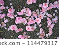 The fallen double cherry blossoms 114479317