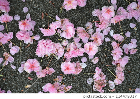 The fallen double cherry blossoms The fallen double cherry blossoms 114479317