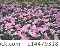 The fallen double cherry blossoms 114479318