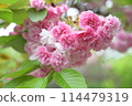 Powerfully blooming double cherry blossoms 114479319