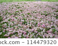The fallen double cherry blossoms 114479320