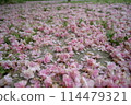 The fallen double cherry blossoms 114479321