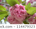 Powerfully blooming double cherry blossoms 114479323