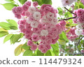 Powerfully blooming double cherry blossoms 114479324