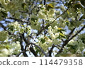 White flowers that reach their peak in spring 114479358