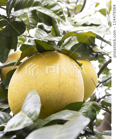 Citrus fruit Banpeiyu Citrus fruit Banpeiyu 114479364