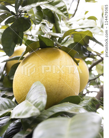 Citrus fruit Banpeiyu 114479365