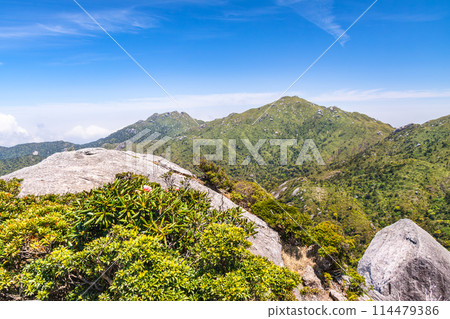 世界自然遺產宮之浦山和屋久島長田山（春季） 114479386