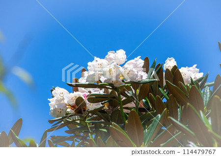 屋久島世界自然遺產:屋久島杜鵑花(5月) 屋久島世界自然遺產:屋久島杜鵑花(5月) 114479767