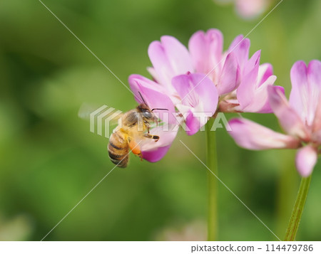 A honeybee visits the milk vetch flowers to suck nectar A honeybee visits the milk vetch flowers to suck nectar 114479786