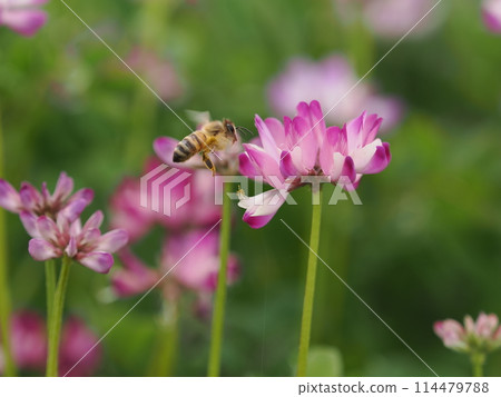 A honeybee visits the milk vetch flowers to suck nectar A honeybee visits the milk vetch flowers to suck nectar 114479788