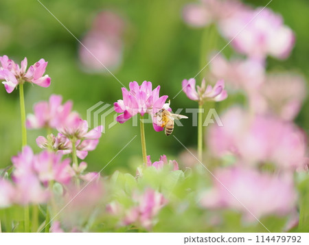 A honeybee visits the milk vetch flowers to suck nectar A honeybee visits the milk vetch flowers to suck nectar 114479792