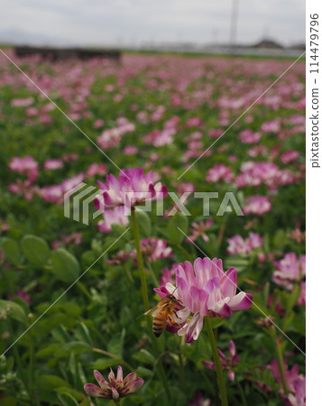 蜜蜂拜訪黃耆花吸取花蜜 114479796