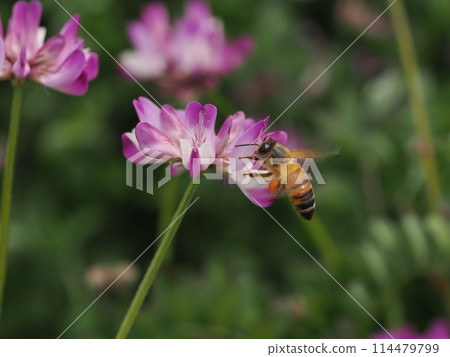 A honeybee visits the milk vetch flowers to suck nectar A honeybee visits the milk vetch flowers to suck nectar 114479799