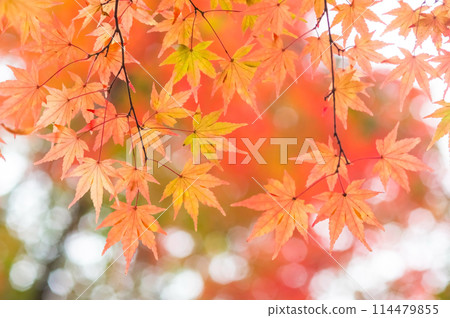 Japanese style image: Autumn {Maple leaves} 114479855