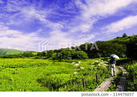 Yashima Marsh and hikers in summer Yashima Marsh and hikers in summer 114479857