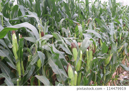 maize also called corn on farm for harvest maize also called corn on farm for harvest 114479919