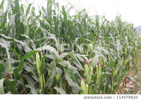 maize also called corn on farm for harvest maize also called corn on farm for harvest 114479920