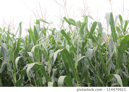 maize also called corn on farm for harvest maize also called corn on farm for harvest 114479921