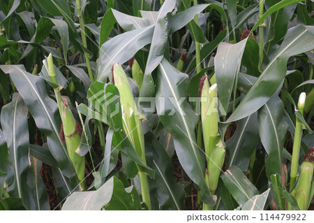 maize also called corn on farm for harvest maize also called corn on farm for harvest 114479922