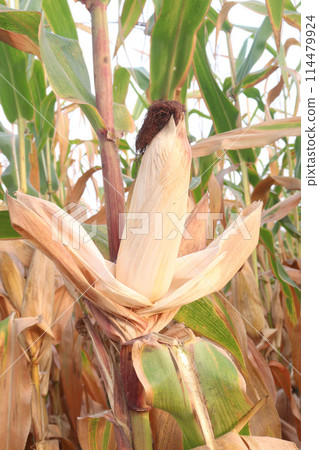 maize also called corn on farm for harvest maize also called corn on farm for harvest 114479924