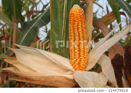 maize also called corn on farm for harvest maize also called corn on farm for harvest 114479928