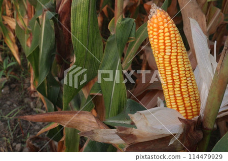 maize also called corn on farm for harvest 114479929