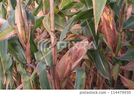 maize also called corn on farm for harvest maize also called corn on farm for harvest 114479930