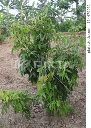 lychee plant on farm for sell lychee plant on farm for sell 114479931