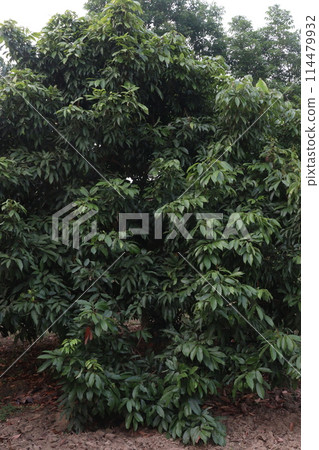 lychee plant on farm for sell lychee plant on farm for sell 114479932
