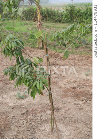 lychee plant on farm for sell lychee plant on farm for sell 114479933