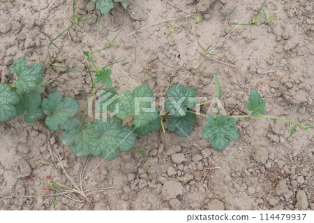 luffa gourd plant on farm for sell luffa gourd plant on farm for sell 114479937