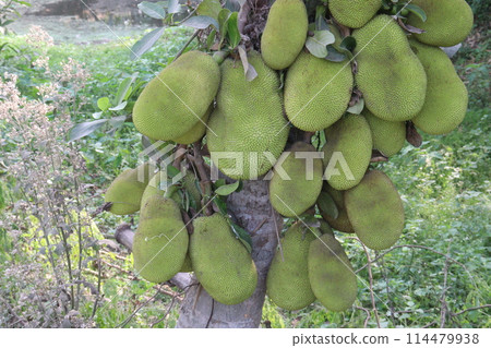 jackfruit on tree in farm jackfruit on tree in farm 114479938