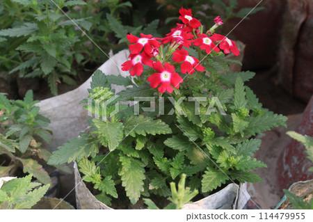 pink Verbena x hybrida flower plant pink Verbena x hybrida flower plant 114479955