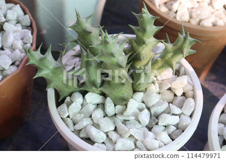 Huernia macrocarpa plant on pot 114479971