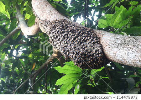 Honey bee on tree in jungle 114479972