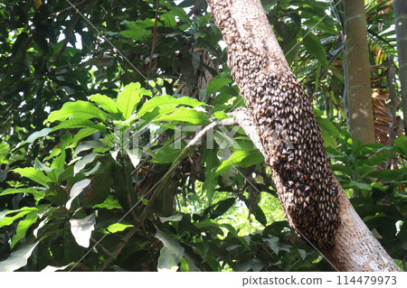 Honey bee on tree in jungle 114479973