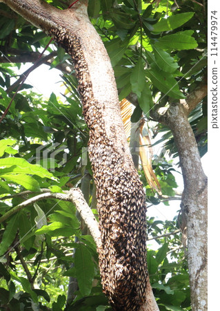 Honey bee on tree in jungle Honey bee on tree in jungle 114479974